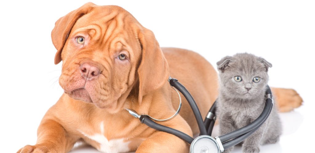 assurance santé chien chat