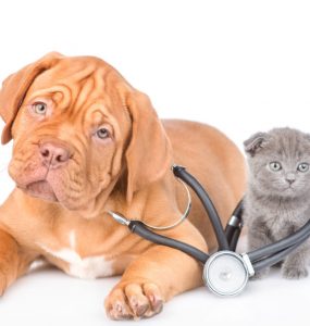 assurance santé chien chat