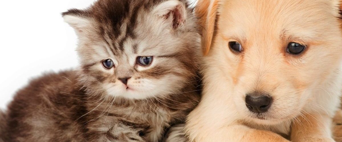 Comparaison entre une assurance-santé chat et chien