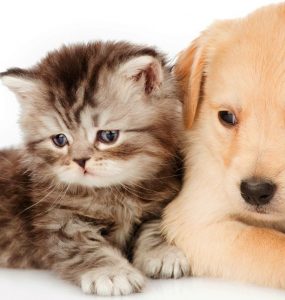 Comparaison entre une assurance-santé chat et chien