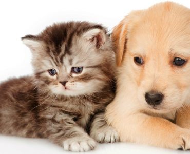 Comparaison entre une assurance-santé chat et chien